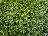 Back Yard Hedge Acoustifence-Landscape Attachment
