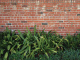 Bromeliads and Brick Acoustifence-Landscape Attachment