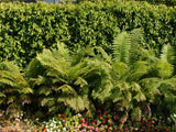 Ferns and Flowers Acoustifence-Landscape Attachment