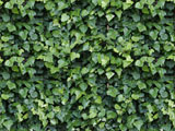 For the Love of Ivy Acoustifence-Landscape Attachment