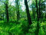 Green Woods Acoustifence-Landscape Attachment