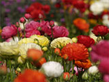 Ranunculus Acoustifence-Landscape Attachment
