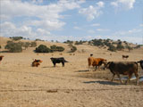 Rawhide Acoustifence-Landscape Attachment