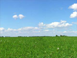 Summer time Acoustifence-Landscape Attachment
