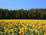 Sunny Field Acoustifence-Landscape Attachment