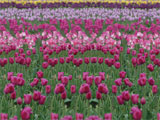 Tulips For You Acoustifence-Landscape Attachment
