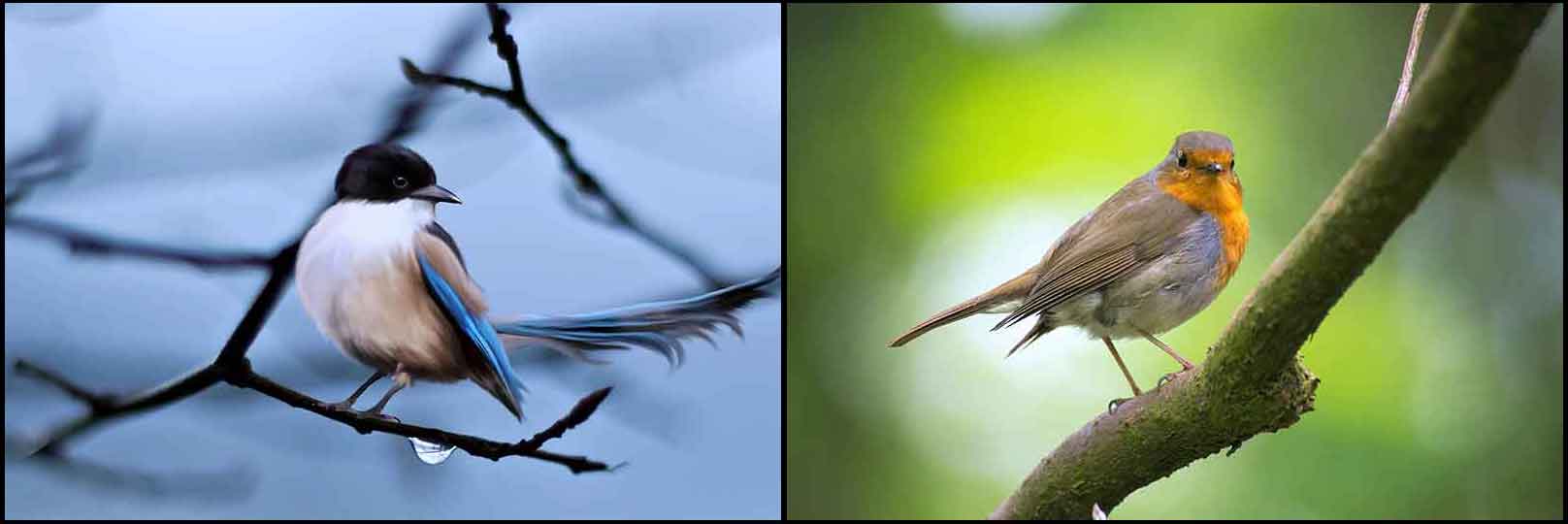 BirdCollage2 Noise Pollution Impacts Nature