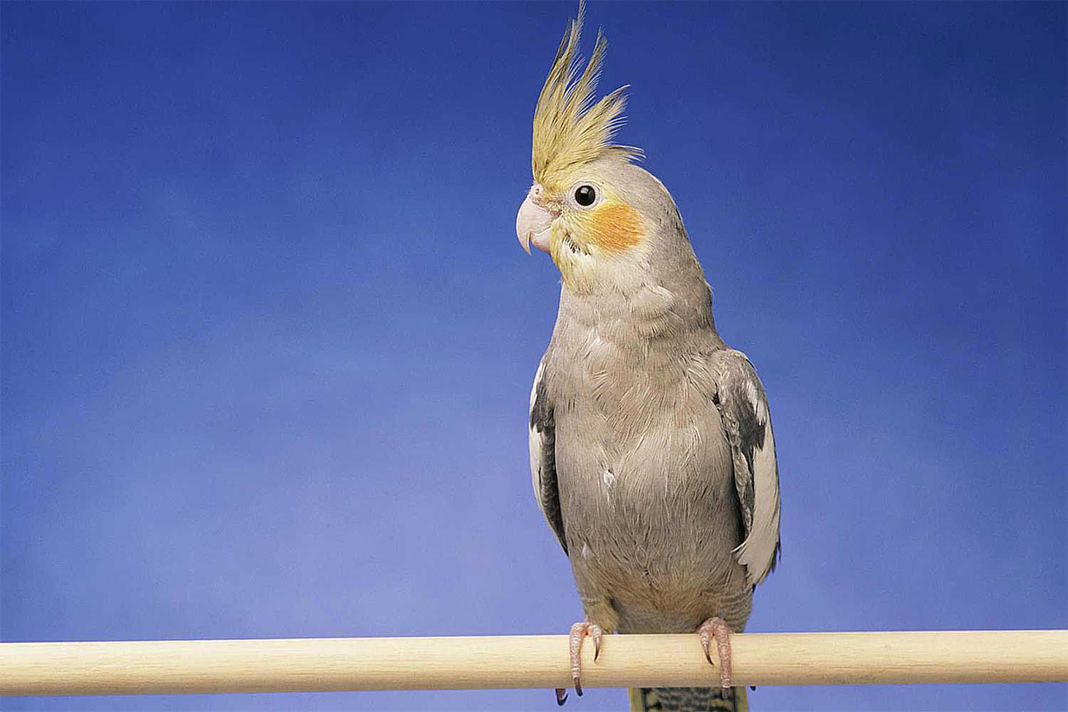 CockatielImage1500