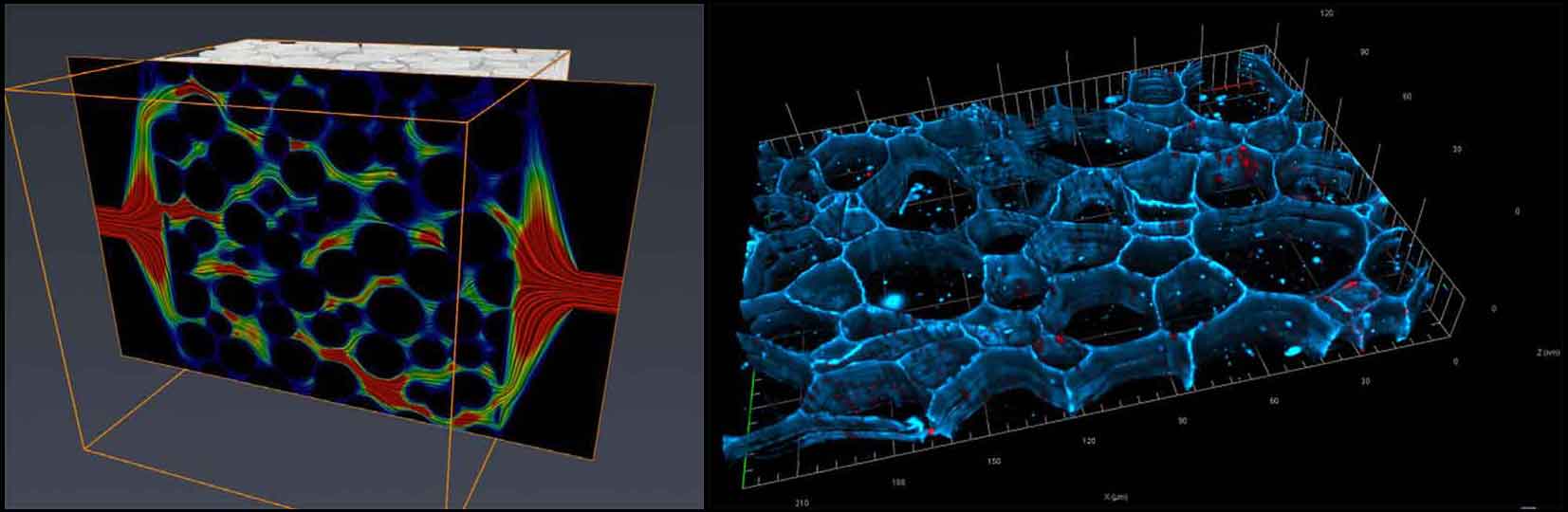 ElectronTomographyCollage1 Noise Induced Health Risks