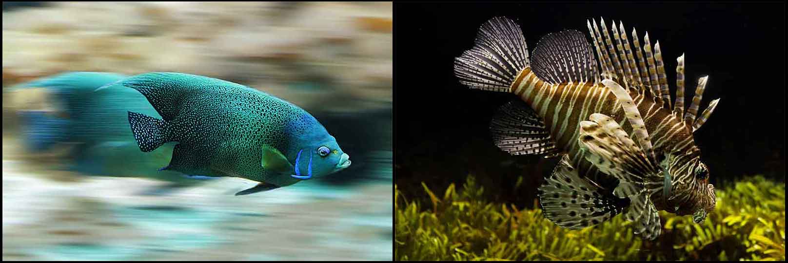 FishCollage1 Noise Pollution Impacts Nature
