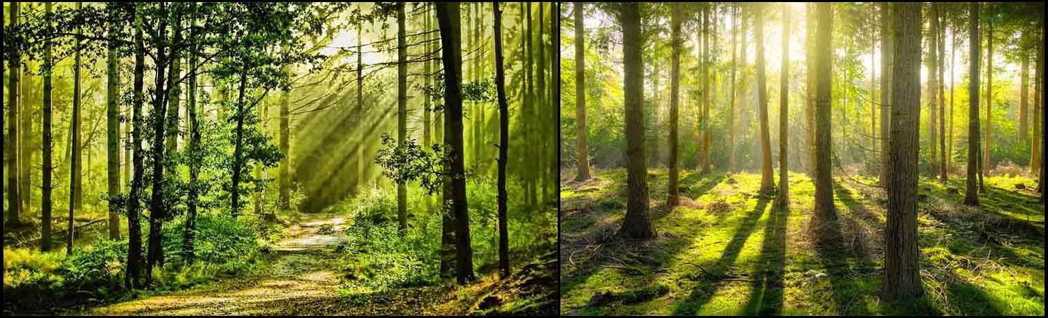 ForestCollage1 Noise Pollution Impacts Nature