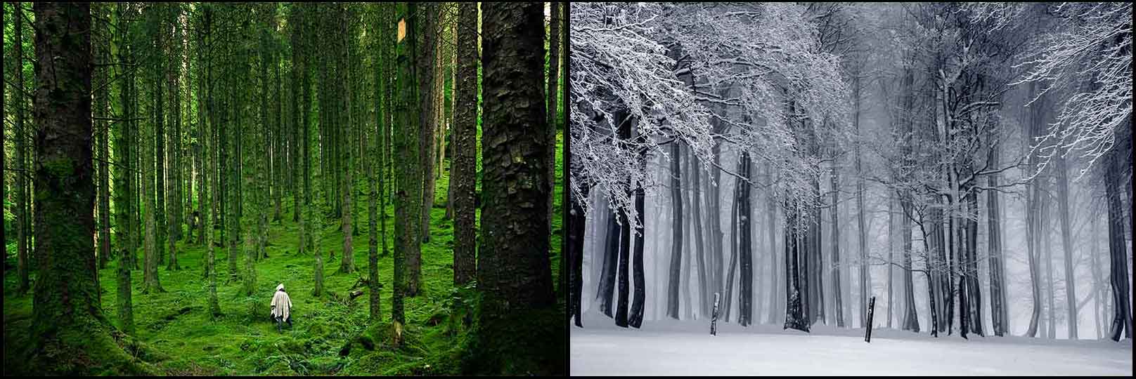 ForestCollage2 Noise Pollution Impacts Nature