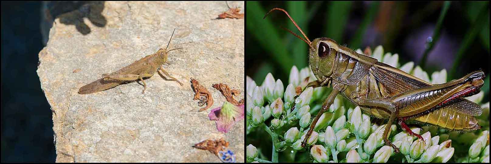 GrasshopperCollage1 Noise Pollution Impacts Nature