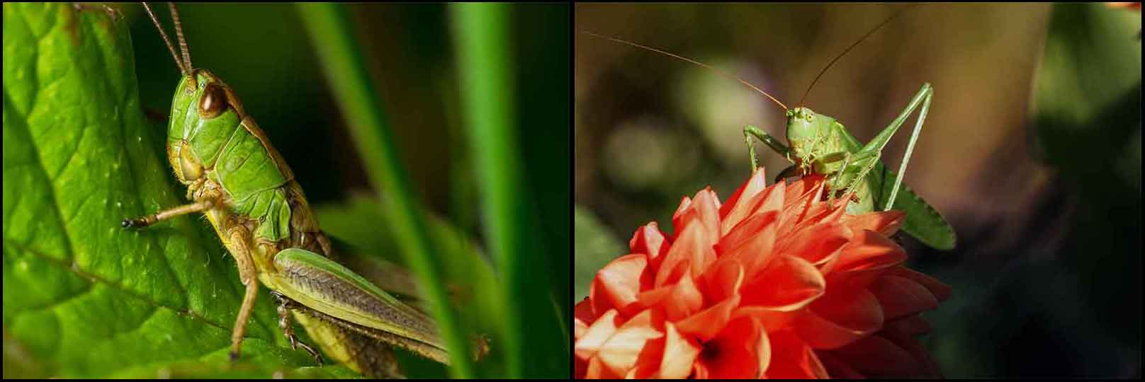 GrasshopperCollage2 Noise Pollution Impacts Nature