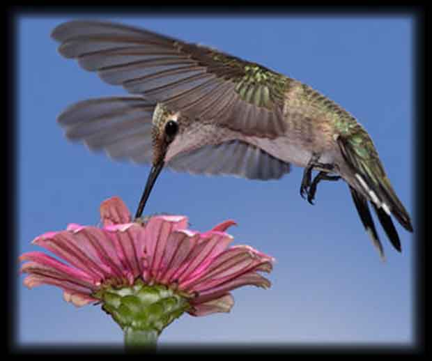 hummingbird1-optimized Iconic Pinyon Tree