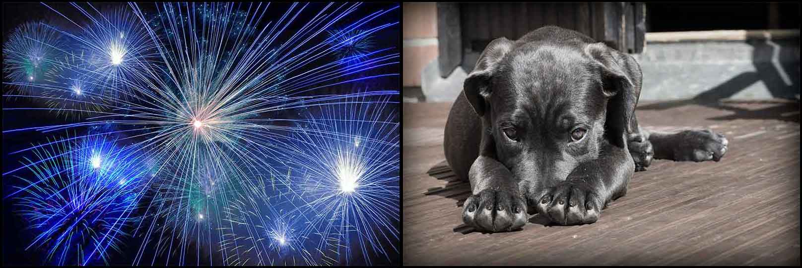PetStressCollage1 Domestic Animal Noise Correlation