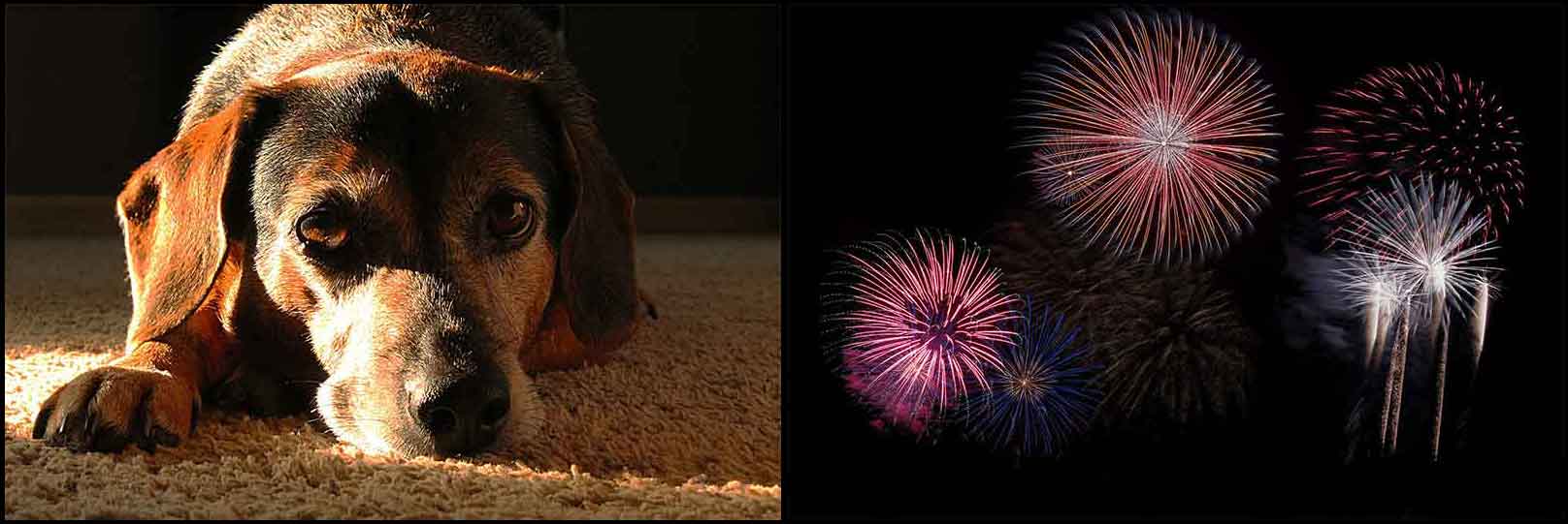 PetStressCollage2 Domestic Animal Noise Correlation