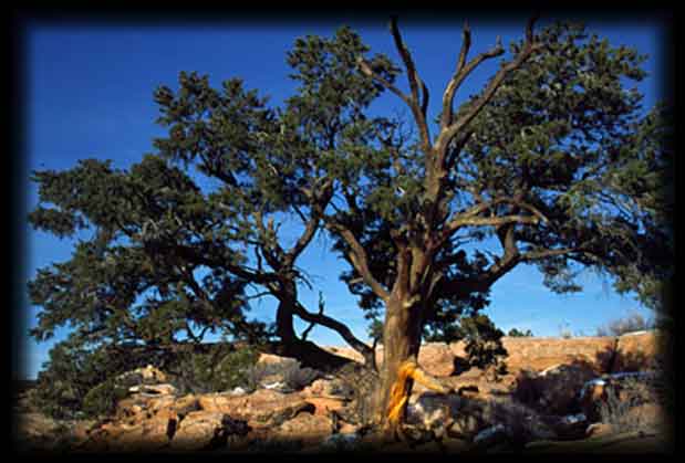 pinyontree1-optimized Iconic Pinyon Tree