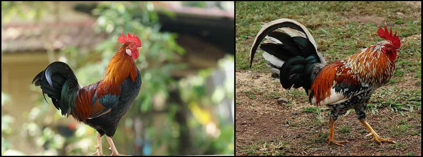 RoosterCollage1 Noisy Neighbors Impact Life