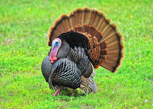 Wild_Turkeys Neighbor Quiets Fowl Noise